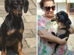 Живодёры не добрались: собаки из Новороссийска, которых удалось пристроить в семью