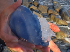 Огромную медузу встретили люди на пляже в Новороссийске