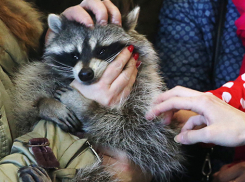 Запрет без наказания: закроют ли контактные зоопарки в Новороссийске