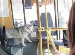 Незваный пассажир: в Борисовке собака забежала в автобус и укусила ребенка