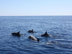 Во Всемирный день дельфинов новороссийцев ожидает облачность