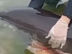 Спасение дельфина: как черноморская азовка сплотила много людей 