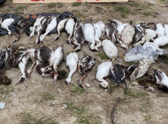 Берега Новороссийска усыпаны сотнями трупов птиц, а море покрыла нефтяная плёнка