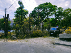 «Блокнот» узнал, законно ли вырубили деревья на Анапском шоссе в Новороссийске  