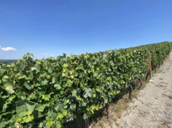 Новороссийск одержал победу в номинации «Агротуризм»: виноградники Абрау-Дюрсо покорили жюри