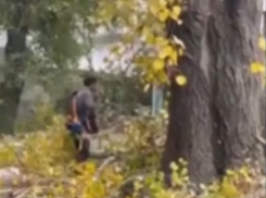 В Новороссийске рубят вековые деревья: жители бьют тревогу