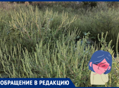 Аллергики просят скосить амброзию в Приморском районе Новороссийска