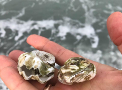 На Суджукской косе житель Новороссийска нашел новых моллюсков 