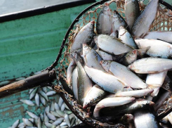 Рыбаки не спят: улов в Азово-Черноморском бассейне вырос почти на 10%