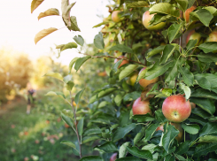 Заморозки бьют по фруктовому урожаю южных регионов 