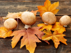 Маслят по осени срезают: где собирать грибы в Новороссийске