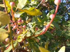 В Новороссийске произрастает фисташка с несъедобными плодами