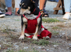 Лелик и Болик на новой собачьей площадке в Новороссийске показали Красную шапочку