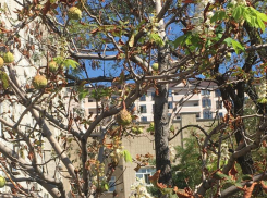 Уникальное дерево в Новороссийске несет одновременно все 4 времени года на своих ветвях