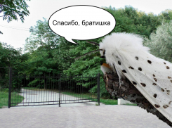 Недобросовестный подрядчик “скормил” американским гусеницам Пионерскую рощу в Новороссийске