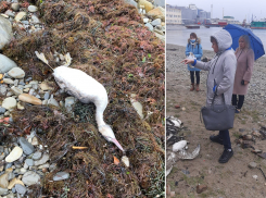 В Новороссийске пытаются установить причины массовой гибели птиц