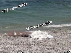 Труп мужчины был обнаружен на пляже в Новороссийске  
