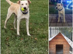 Дружелюбный и милый мальчуган ищет семью в Новороссийске