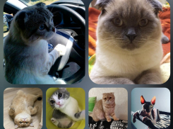 Внимание! Стартовало голосование конкурса «Мартовский кот»