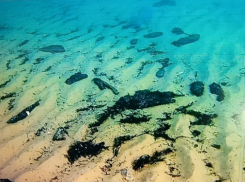 Целый «посёлок» мазута исчез в Черном море: когда нефтепродукты перестанут «отравлять» берег Анапы