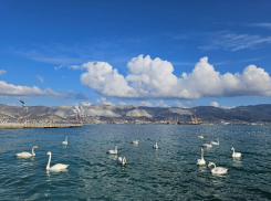 Рекордно тепло: синоптики назвали серьезной аномалией погоду зимой в Новороссийске