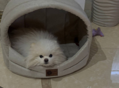 Собака может умереть: в Новороссийске срочно ищут донора для питомца 