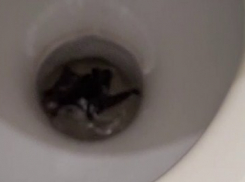 Плюс фобия: в унитаз к новороссийцу попала летучая мышь