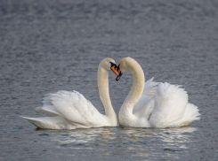 Лебединая нежность: новороссийцы снова смогут смотреть «сериал» о семейной жизни лебедей