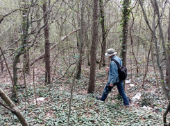 Расширение свалки на Щелбе может погубить краснокнижные деревья? Мнение экологов 