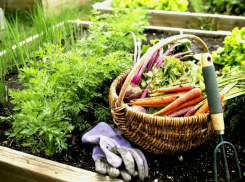 Что и когда можно сажать в марте в Новороссийске