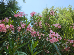 Погода в Новороссийске: изнуряющая жара и ни намёка на дождь