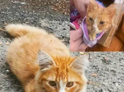 Спасение Феникса и новогоднее чудо: новороссийцы продолжают делиться добрыми историями с «Блокнотом»