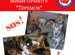 Хозяйка приюта в Новороссийске тяжело заболела, а 50 собак и кошек голодные