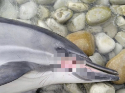 Почему гибнут дельфины в Черном море: Росприроднадзор озвучил вероятную причину 
