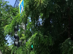 Видишь светофор? А он есть! Новороссийцы пожаловались на утонувший в зарослях объект