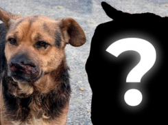 «Мальчишка симпатичный»: расскажем, как сейчас поживает растерзанный людьми Жиган в Новороссийске