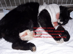 В Новороссийске неизвестный расстрелял кота