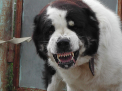 Алабай на самовыгуле посреди города - новороссийцы боятся за собак и детей