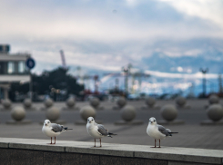 Погода в Новороссийске: прогулочная суббота