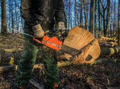 В Новороссийске незаконно вырубили деревья на 14 миллионов 