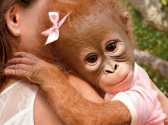Две обезьяны и попугай – первые трофеи войны против фотографов-живодеров в соседней Анапе