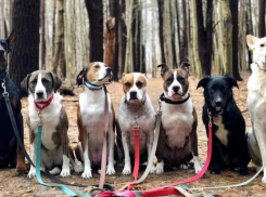 Новороссийцы начнут по-новому обращаться с животными