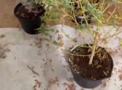 «Опля, конопля!»: новороссиец устроил в своей квартире ботанический сад из каннабиса