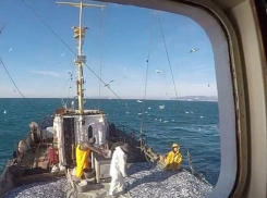 В Новороссийске снова возродится рыбная промышленность