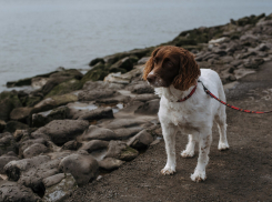 В Госдуме решили штрафовать за неправильное содержание животных — что нужно знать новороссийцам
