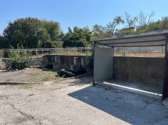 Места нет: в Новороссийске разгорается «мусорный» скандал из-за содержания контейнерной площадки