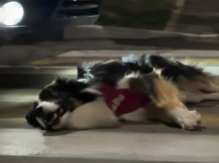 «Умри!» - как владельцы собак в Новороссийске рискуют жизнью своих питомцев 