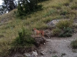 Новороссийцы встретили лису вблизи жилых домов 