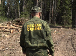 Охрану лесных массивов усилили в период новогодних праздников в Новороссийске 