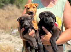 Знаменитые музыканты спасли щенков из Новороссийска от страшной смерти без еды и воды 